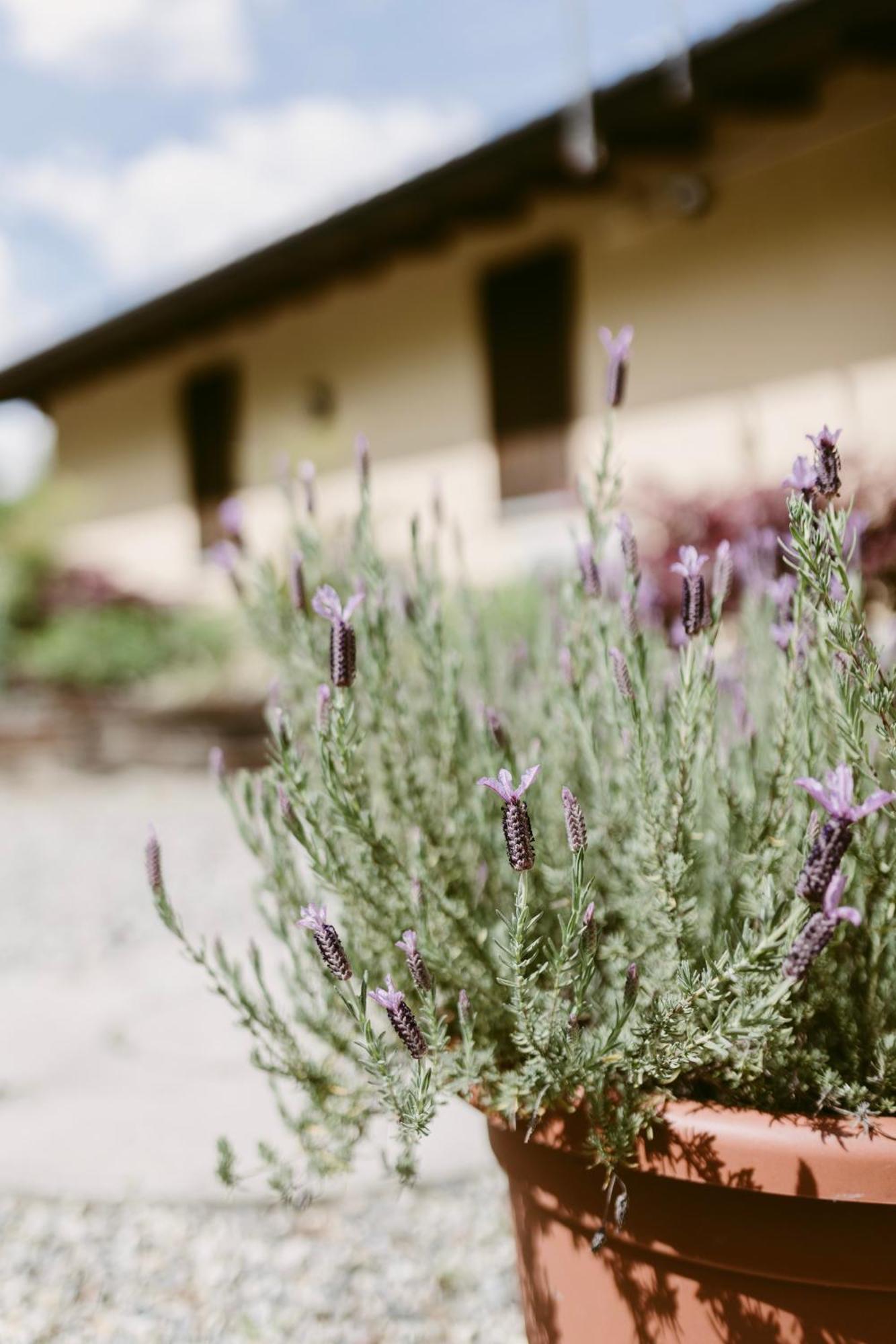 La Casetta Malpensa Guesthouse Case Nuove  Exterior foto